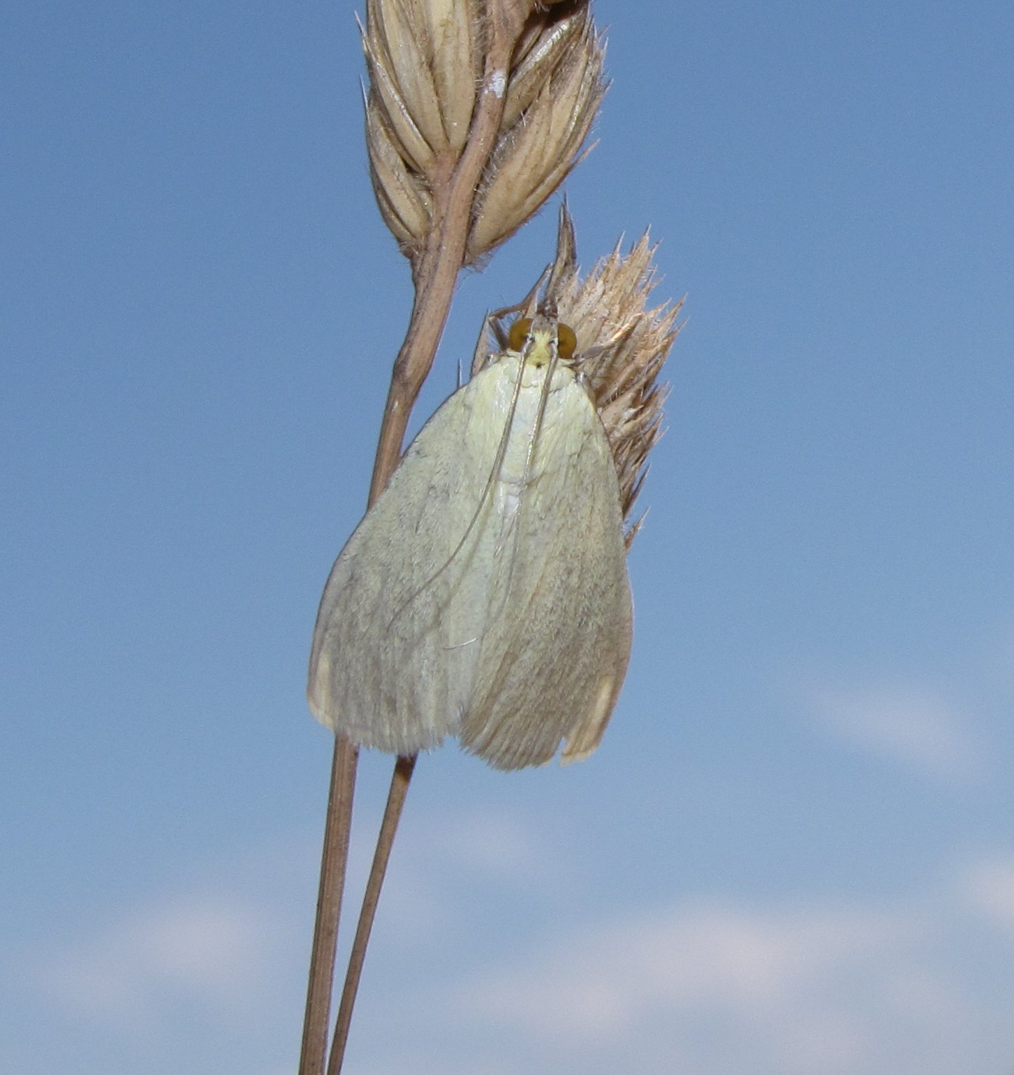 farfalla da identificare